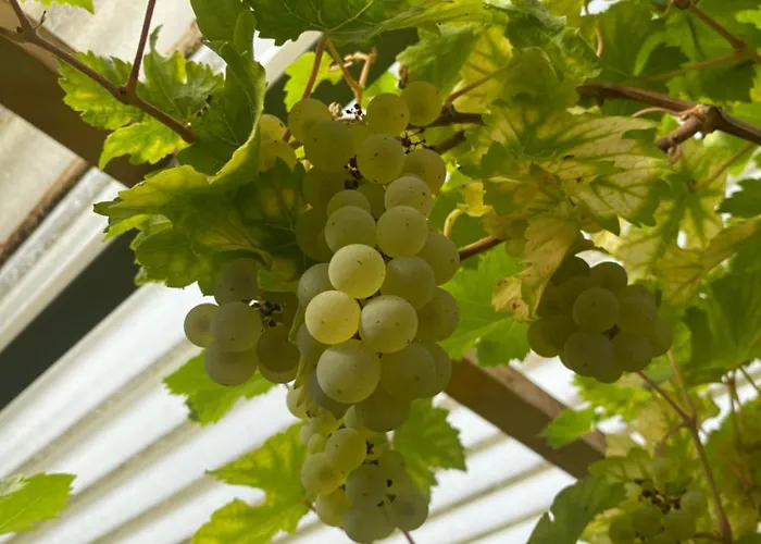 Oaz Homestay szállás Ehingen